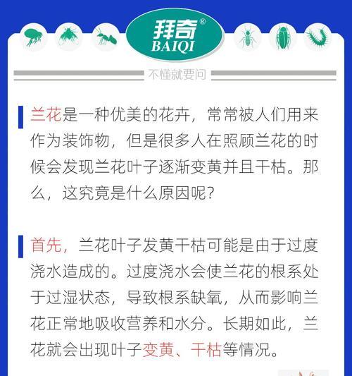 兰花叶子发黄的原因是什么？如何处理兰花叶子发黄的问题？