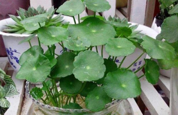 水培铜钱草叶子发黄是什么原因？如何解决？