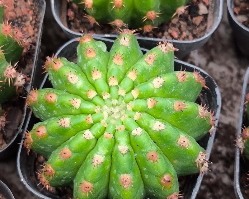 仙人球有哪些独特特点？