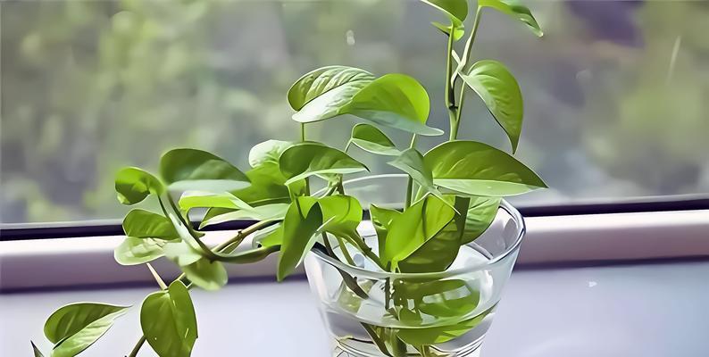 绿萝叶子黄了怎么回事？如何让其恢复绿色？