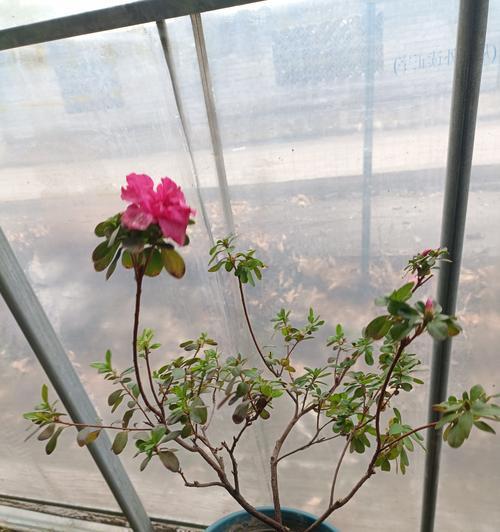 杜鹃花不开花怎么办？如何促进杜鹃花开花？