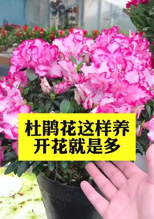 杜鹃花不开花怎么办？如何促进杜鹃花开花？