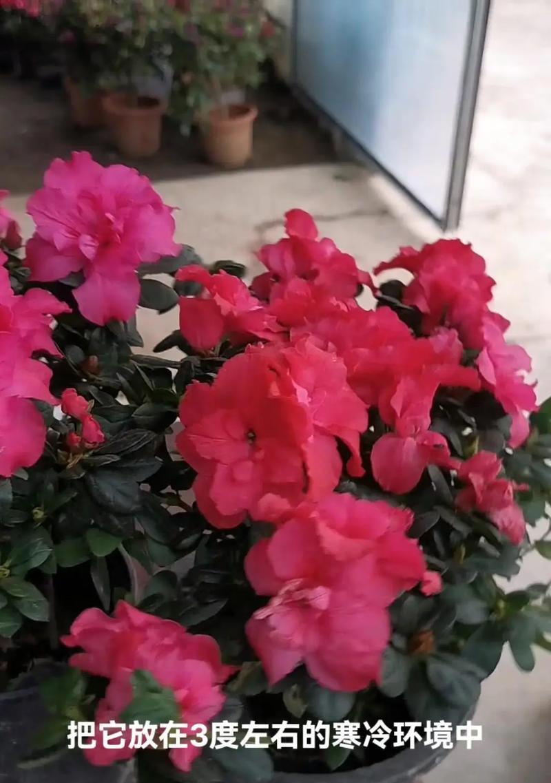 杜鹃花不开花怎么办？如何促进杜鹃花开花？