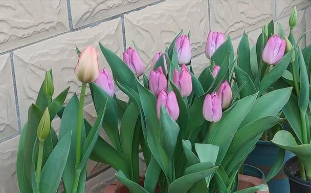 哪些花卉具有较强的抗冻能力？如何在冬季保护不怕冻的花卉？