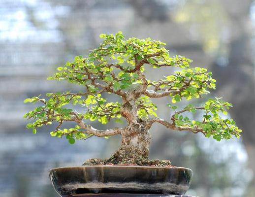 北方种植盆景的推荐有哪些？如何选择适合北方的盆景植物？