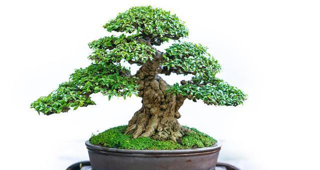 北方种植盆景的推荐有哪些？如何选择适合北方的盆景植物？