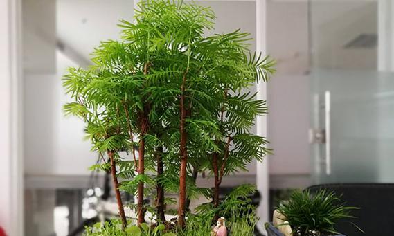 北方种植盆景的推荐有哪些？如何选择适合北方的盆景植物？