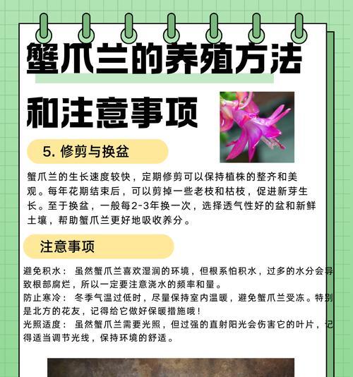 蟹爪兰的养殖方法是什么？如何解决蟹爪兰不开花的问题？