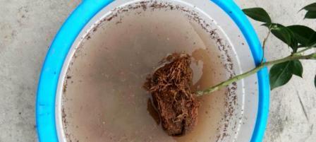 花盆里的蚂蚁怎么去除？如何有效去除花盆里的蚂蚁？