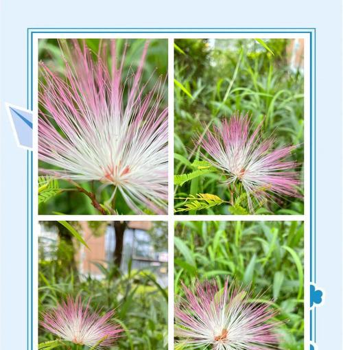 夏天有些什么花？夏季花卉的养护要点是什么？