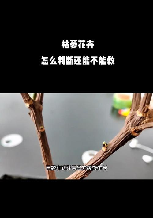 花枯萎的原因有哪些？如何预防花枯萎？