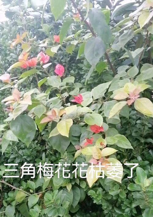 花枯萎的原因有哪些？如何预防花枯萎？