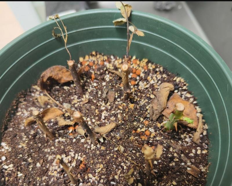 花枯萎的原因有哪些？如何预防花枯萎？