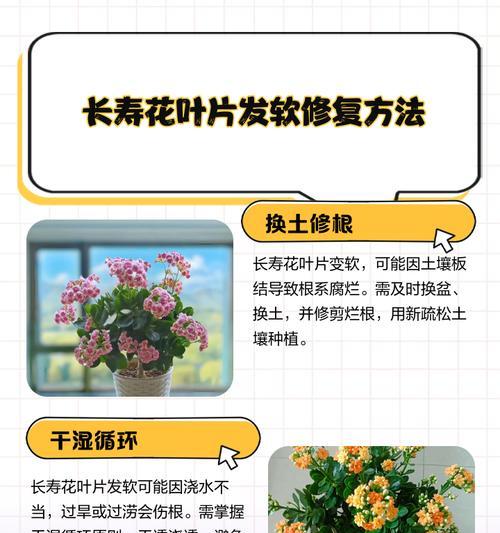 长寿花叶片发黄的原因是什么？如何有效防止叶片变黄？