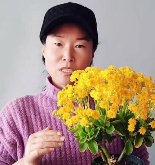 长寿花叶片发黄的原因是什么？如何有效防止叶片变黄？
