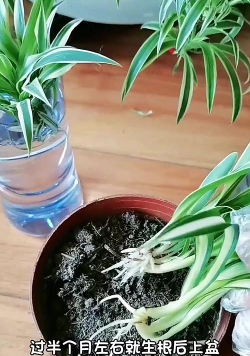 吊兰繁殖的步骤和注意事项是什么？