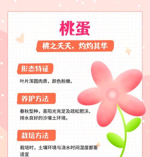 多肉植物桃美人养护技巧是什么？