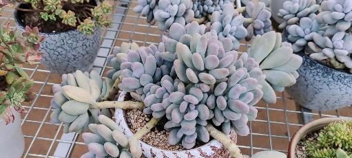 多肉植物桃美人养护技巧是什么？