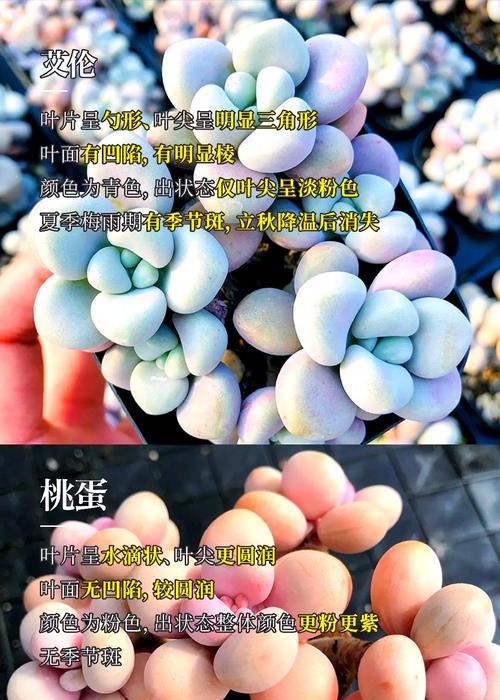 多肉植物桃美人养护技巧是什么？