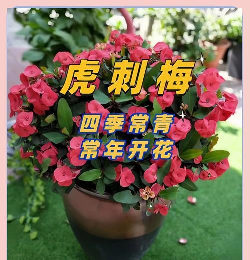 虎刺梅叶子发黄是什么原因？如何恢复？