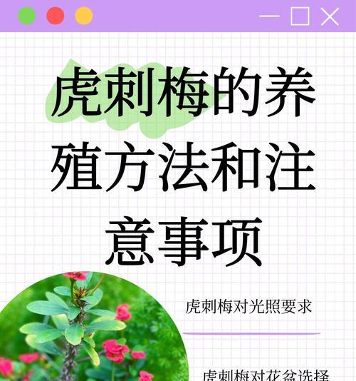 虎刺梅叶子发黄是什么原因？如何恢复？