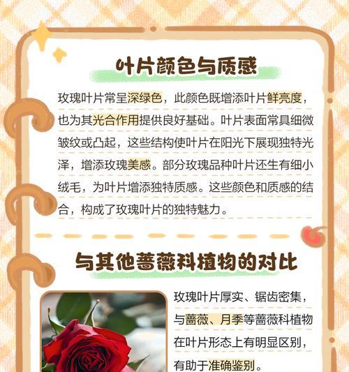 玫瑰幼苗叶子的特征有哪些？