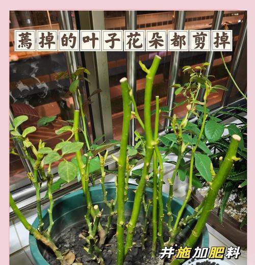 玫瑰幼苗叶子的特征有哪些？