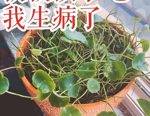 金钱草叶子发黄的处理方法是什么？