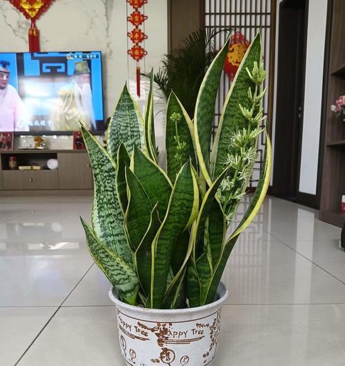 虎皮兰开花意味着什么？如何促进虎皮兰开花？