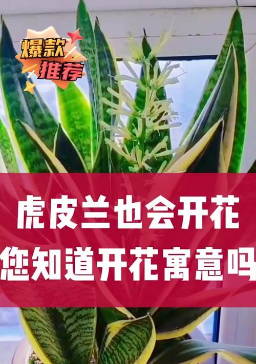 虎皮兰开花意味着什么？如何促进虎皮兰开花？