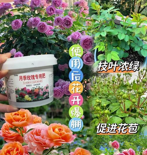 月季花施什么肥好？月季花施肥的最佳时机是什么时候？