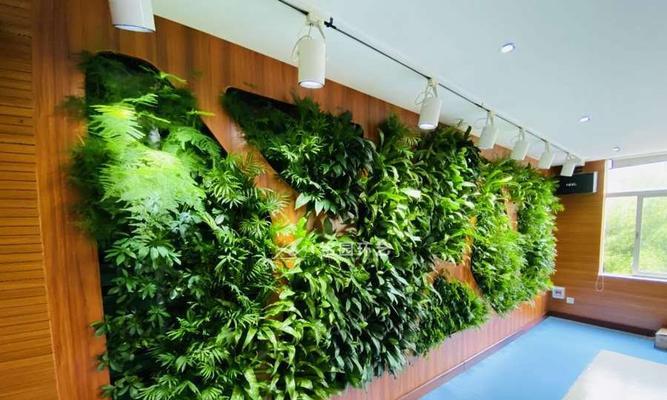 会议室适合放什么植物？有哪些推荐的植物？