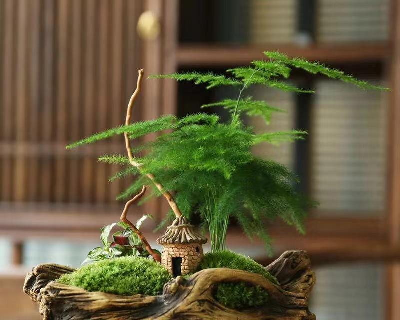 文竹摆放的最佳位置在哪里？