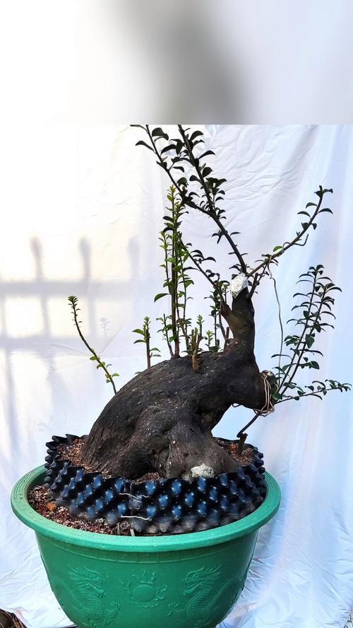 缸种植盆景推荐是什么？如何选择适合缸的盆景？