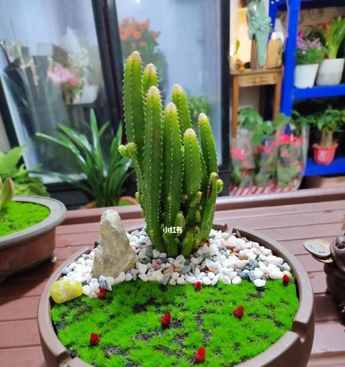 缸种植盆景推荐是什么？如何选择适合缸的盆景？