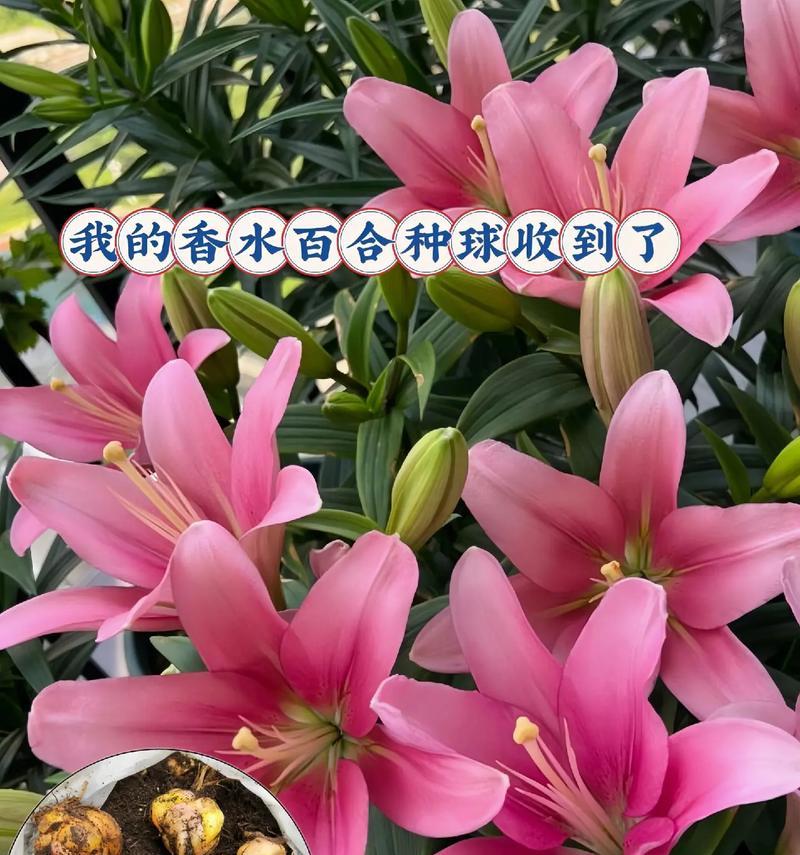 百合种植需要注意什么？如何种植百合？
