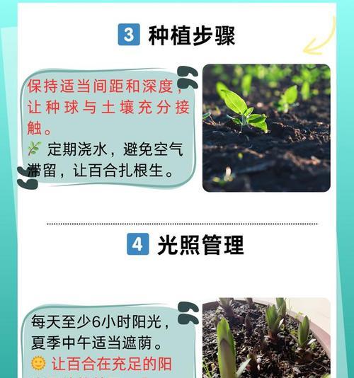 百合种植需要注意什么？如何种植百合？