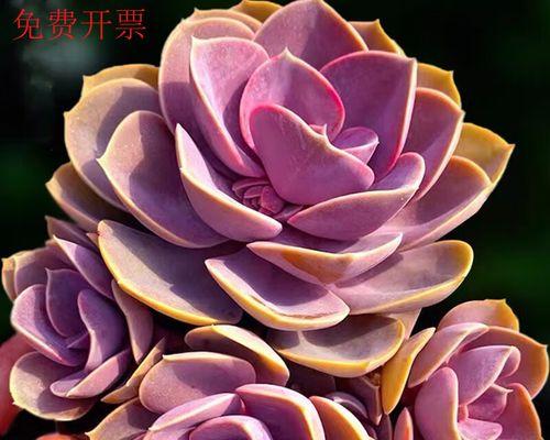 紫珍珠养成老桩的技巧是什么？紫珍珠老桩的养护要点有哪些？