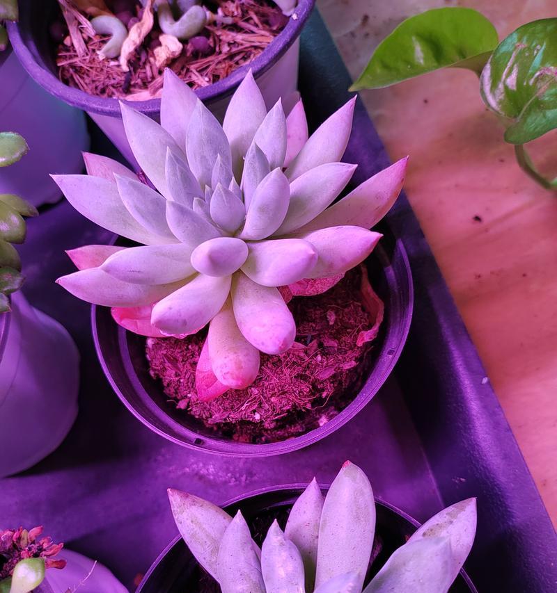 千佛手的繁殖方法是什么？怎样繁殖才能提高成功率？