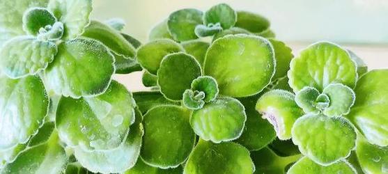 碰碰香烂根的急救措施是什么？