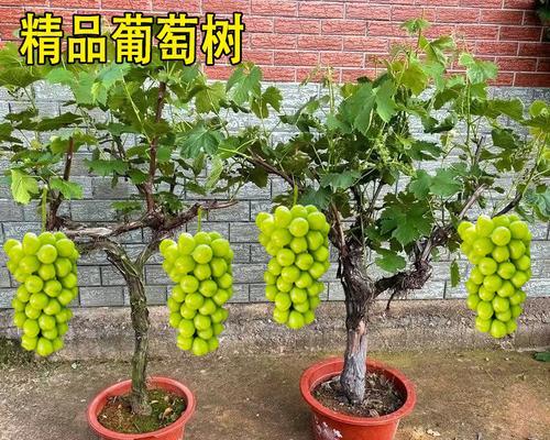 盆栽葡萄结果少的原因及解决办法是什么？