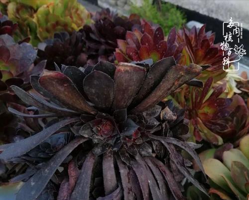多肉植物出现黑色虫子怎么处理？有哪些预防措施？