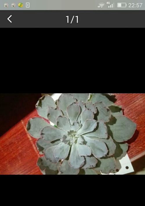 多肉植物出现黑色虫子怎么处理？有哪些预防措施？