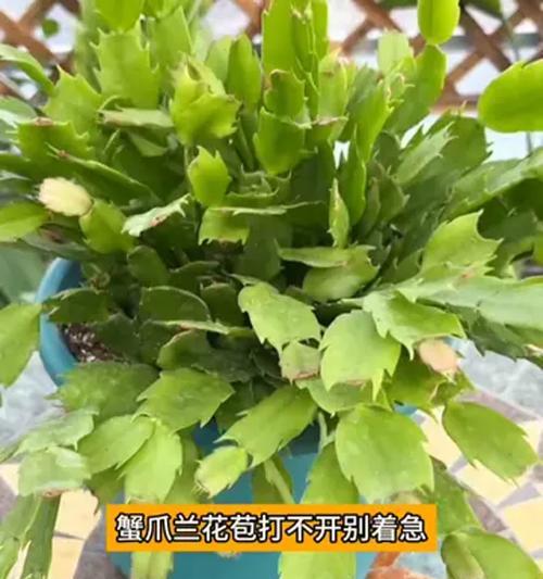 蟹爪兰开花的秘诀和常见问题有哪些？