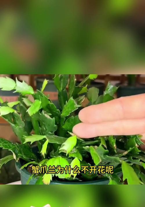 蟹爪兰开花的秘诀和常见问题有哪些？