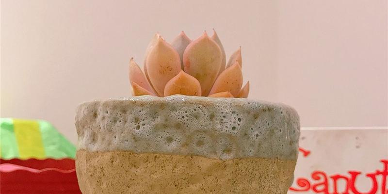 露娜莲多肉的养护技巧有哪些？怎样才能养出状态？