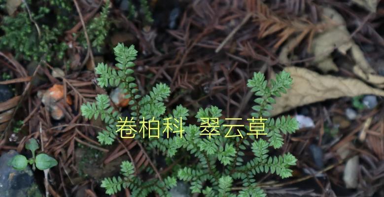 翠云草的养殖方法是什么？如何保持翠云草的健康？