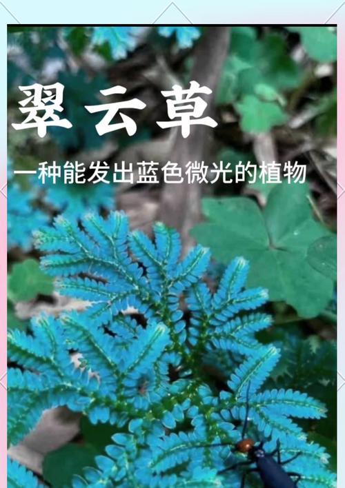 翠云草的养殖方法是什么？如何保持翠云草的健康？