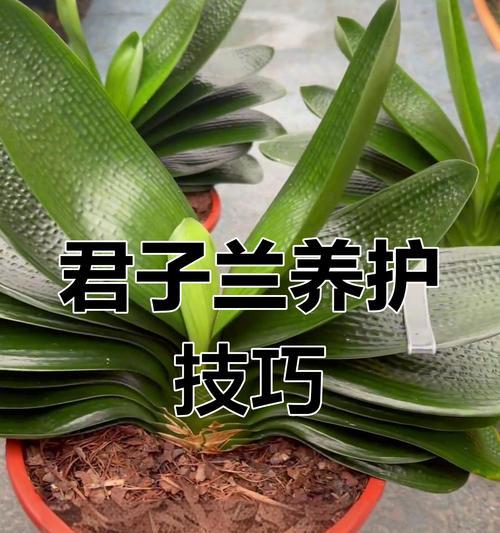君子兰僵苗怎么治？僵苗现象的解决方法是什么？