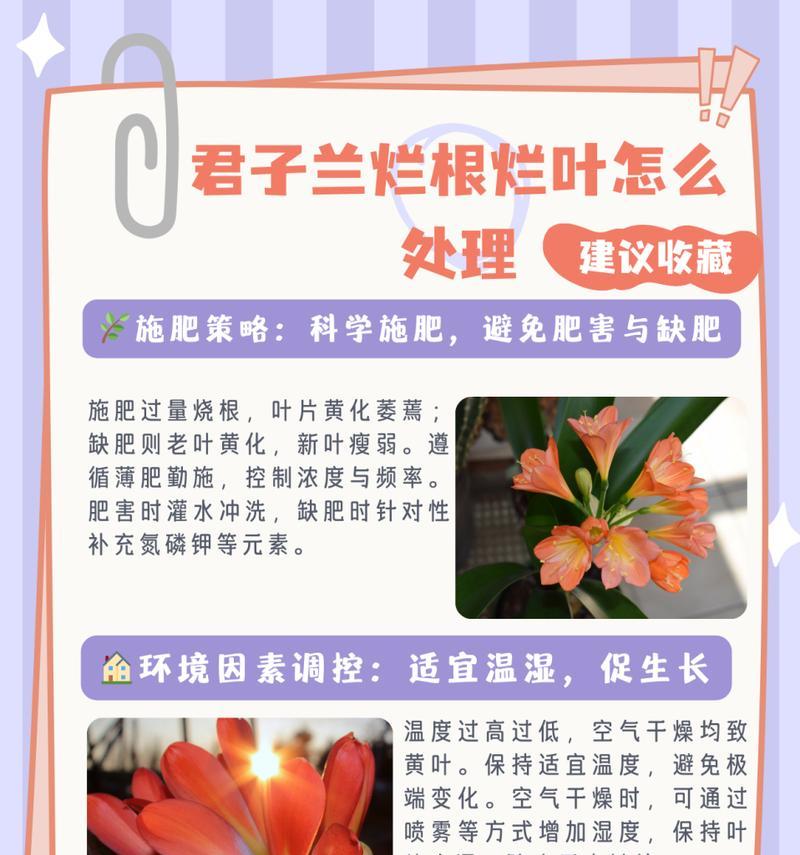 君子兰僵苗怎么治？僵苗现象的解决方法是什么？